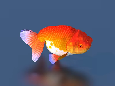 Vibrant Red Goldfish With Orange And White Body And Purple Tail In Blue Background 3d model
