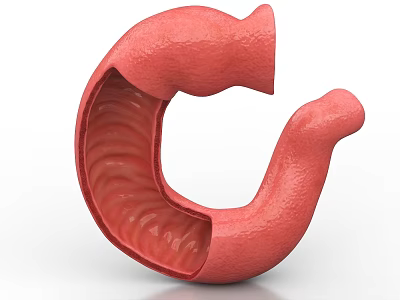 3D Rendered Abdominal Organ Small Intestine With Internal Folds Anatomical Structure 3d model