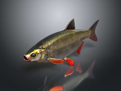 Red street lamp fish triangle lamp fish mickey fish moss rat swallows peacock tropical fish ornamental fish aquarium 3d model