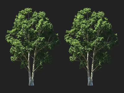 Two Tall Arbor Trees With Lush Green Foliage And Light Colored Trunks 3d model