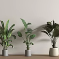 Lush Green Leaf Potted Plants On Wooden Tabletop Against Light Wall Modern Home Decor