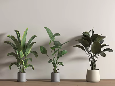 Lush Green Leaf Potted Plants On Wooden Tabletop Against Light Wall Modern Home Decor 3d model