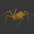 Brown Praying Mantis With Long Thin Legs And Textured Body On Dark Background