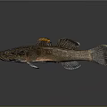 3D Rendered Fish with Brown Body Orange Dorsal Fin and Black Eyes