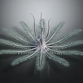 Symmetrical Green Plant With Radial Slender Leaves Central Stem And Glossy Texture On Dark Background