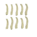 Multiple Human Spine Anatomical Models Arranged on Dark Background Display Medical Education