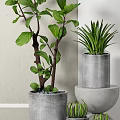 Modern Bonsai Potted Plants With Fiddle Leaf Fig And Aloe Vera In Concrete Pots