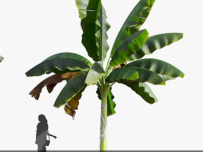 Banana Tree With Large Green Leaves And Tall Trunk Near Person Silhouette 3d model