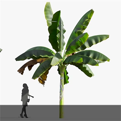 Banana Tree With Large Green Leaves And Tall Trunk Near Person Silhouette 3d model