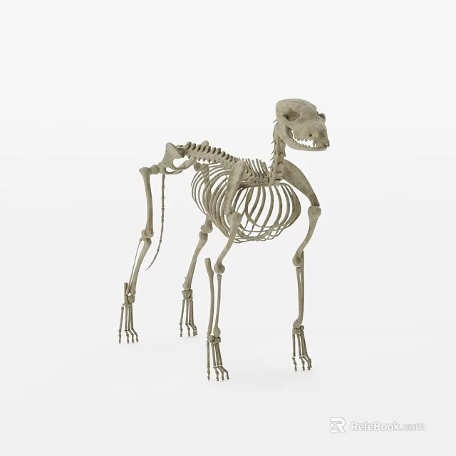Detailed Dog Skeleton Model In Standing Posture With Visible Bone Structure 3d model
