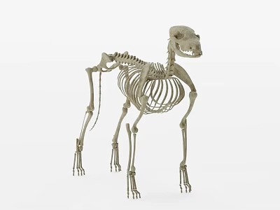 Detailed Dog Skeleton Model In Standing Posture With Visible Bone Structure 3d model