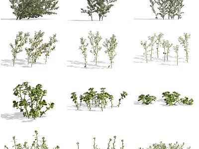 Various Green Garden Plants And Flowers With Different Shapes And Sizes 3d model