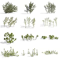 Various Green Garden Plants And Flowers With Different Shapes And Sizes