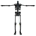Human Skeleton Anatomical Model With Full Body Structure And Extended Arms