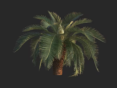 Tall Palm Tree With Green Fronds And Brown Trunk On Dark Background 3d model