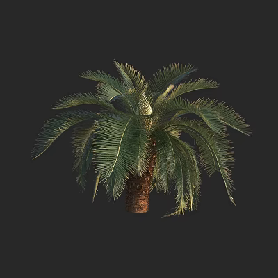 Modern cycad tree phoenix tail iron phoenix tail pine iron tree flower phoenix tail banana 3d model