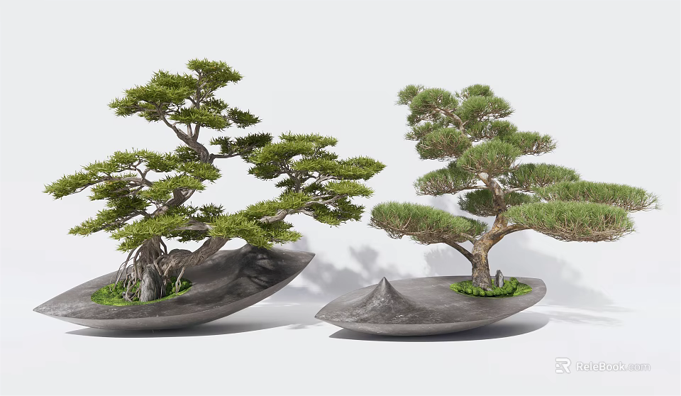 Lush Pine Bonsai Trees Planted in Gray Irregular Shaped Ceramic Pots 3d model