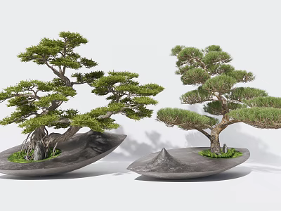 Lush Pine Bonsai Trees Planted in Gray Irregular Shaped Ceramic Pots 3d model