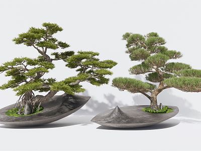 New Chinese Bonsai Pine Potted Luohan Pine Yingke Pine Landscape Tree model