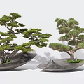 Lush Pine Bonsai Trees Planted in Gray Irregular Shaped Ceramic Pots 3d model