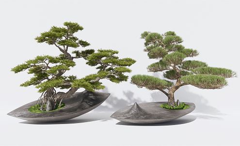 New Chinese Bonsai Pine Potted Luohan Pine Yingke Pine Landscape Tree 3d model