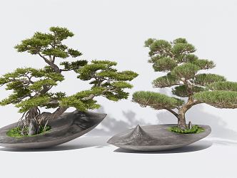 New Chinese Bonsai Pine Potted Luohan Pine Yingke Pine Landscape Tree 3d model