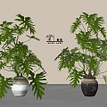 Lush Green Leafy Potted Plants With Different Colored Ceramic Pots For Indoor Decoration