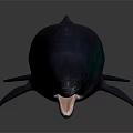 Blue Whale With Deep Blue Body And Green Markings Open Mouth Marine Animal