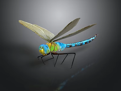 Colorful Dragonfly With Green Blue Body And Transparent Wings On Dark Background With Reflection 3d model