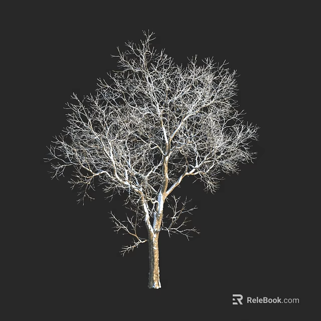 Leafless Tree with Tall Straight Trunk and Spreading Branches Against Black Background 3d model 