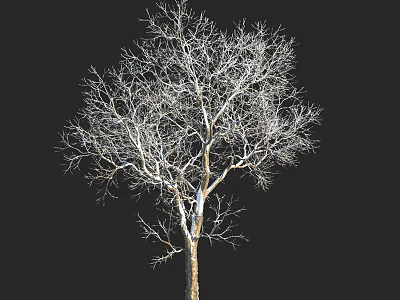 Leafless Tree with Tall Straight Trunk and Spreading Branches Against Black Background 3d model