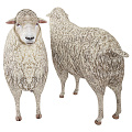 Modern sheep 3d model