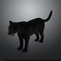 Black Panther With Black Fur And Yellow Eyes Standing On Gray Background Showing Teeth