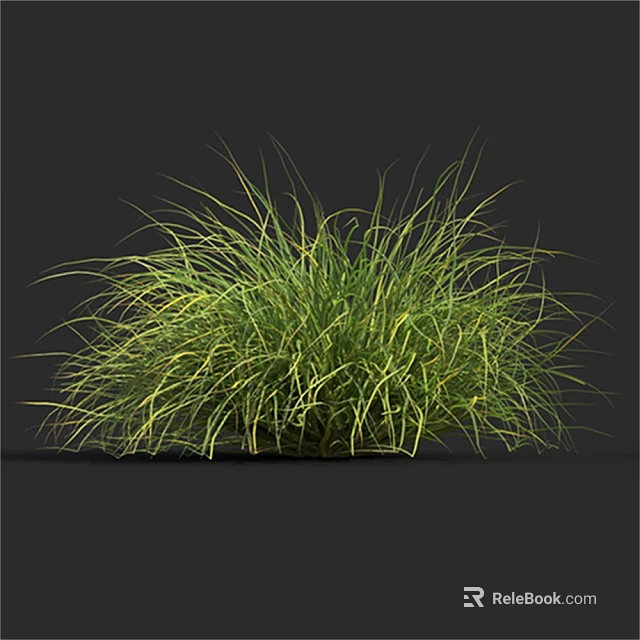 Lush Green Ornamental Grass With Feathery Slender Leaves For Garden Landscaping 3d model 