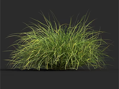 Lush Green Ornamental Grass With Feathery Slender Leaves For Garden Landscaping 3d model
