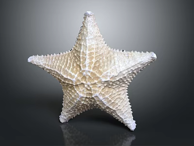 Light Colored Starfish Marine Animal With Textured Surface And Reflection On Dark Background 3d model