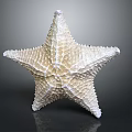 Light Colored Starfish Marine Animal With Textured Surface And Reflection On Dark Background 3d model