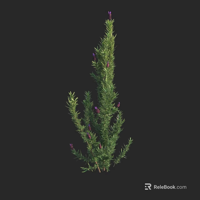 Lavender Herb Plant With Green Foliage And Purple Flowers In Bloom 3d model 