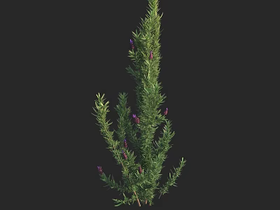 Lavender Herb Plant With Green Foliage And Purple Flowers In Bloom 3d model