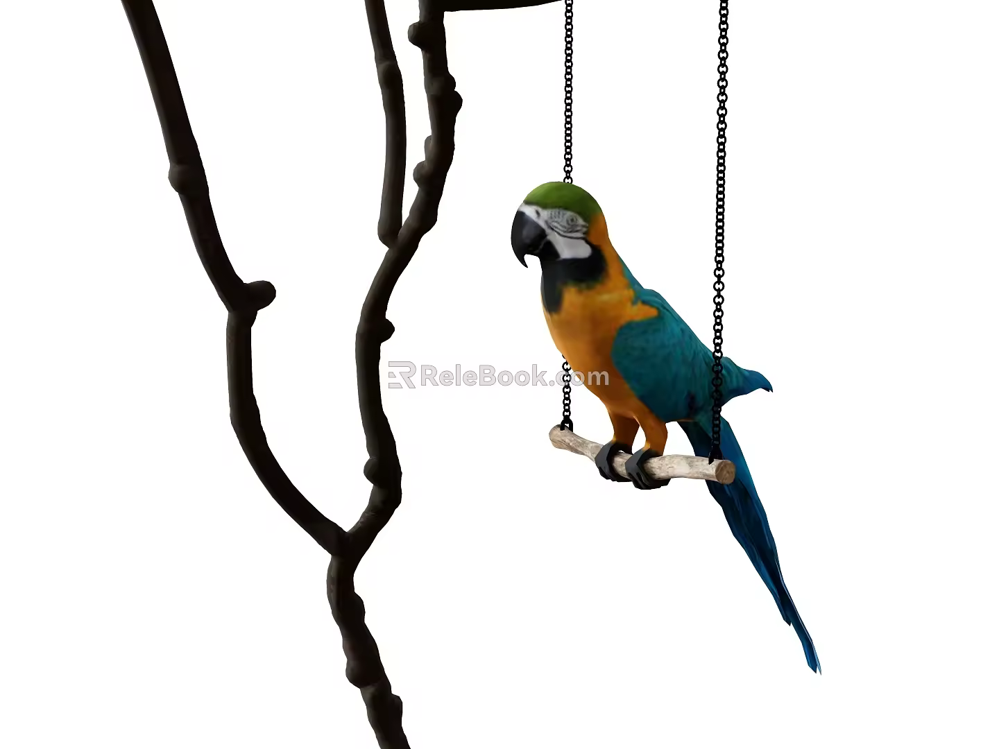 Parrot 3d model