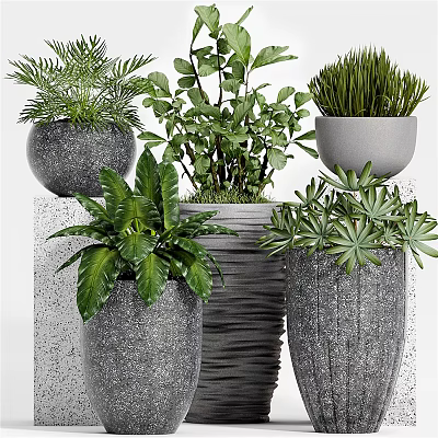 Decorative Bonsai Potted Plants With Various Green Foliage In Gray Textured Pots 3d model