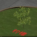 Efficient Commercial Equipment For Lemon Tree Cultivation On Lush Green Grassland Area