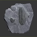 Natural Stone Material With Visible Embedded Trilobite Fossil And Rough Surface Texture