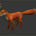Red Fox Standing With Open Mouth Fluffy Tail And White Underbelly On Gray Background
