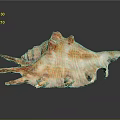 Detailed Organ And Hair Structure With Natural Texture Close Up View