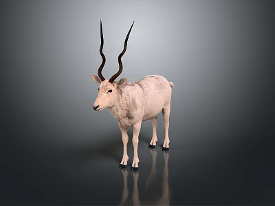 White Antelope With Long Spiral Horns Standing On Dark Background With Reflection 3d model