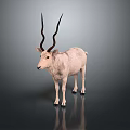 White Antelope With Long Spiral Horns Standing On Dark Background With Reflection