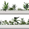 Bonsai Potted Plants Displayed in White Rectangular Planters with Various Green Leafy Species 3d model