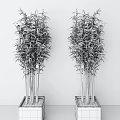 Green Bonsai Potted Bamboo Plants in White Square Pots with Gray Wall Background
