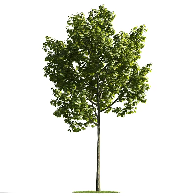 Mature Arbor With Lush Green Foliage And Straight Trunk For Landscaping 3d model